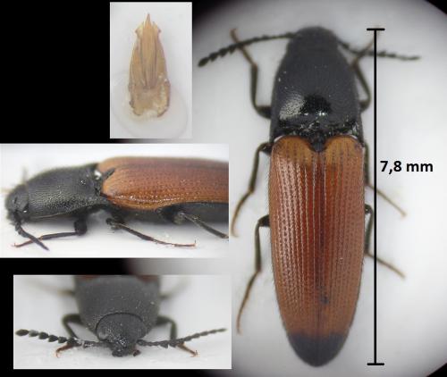 Réf. 185 711 : Ampedus elongatulus